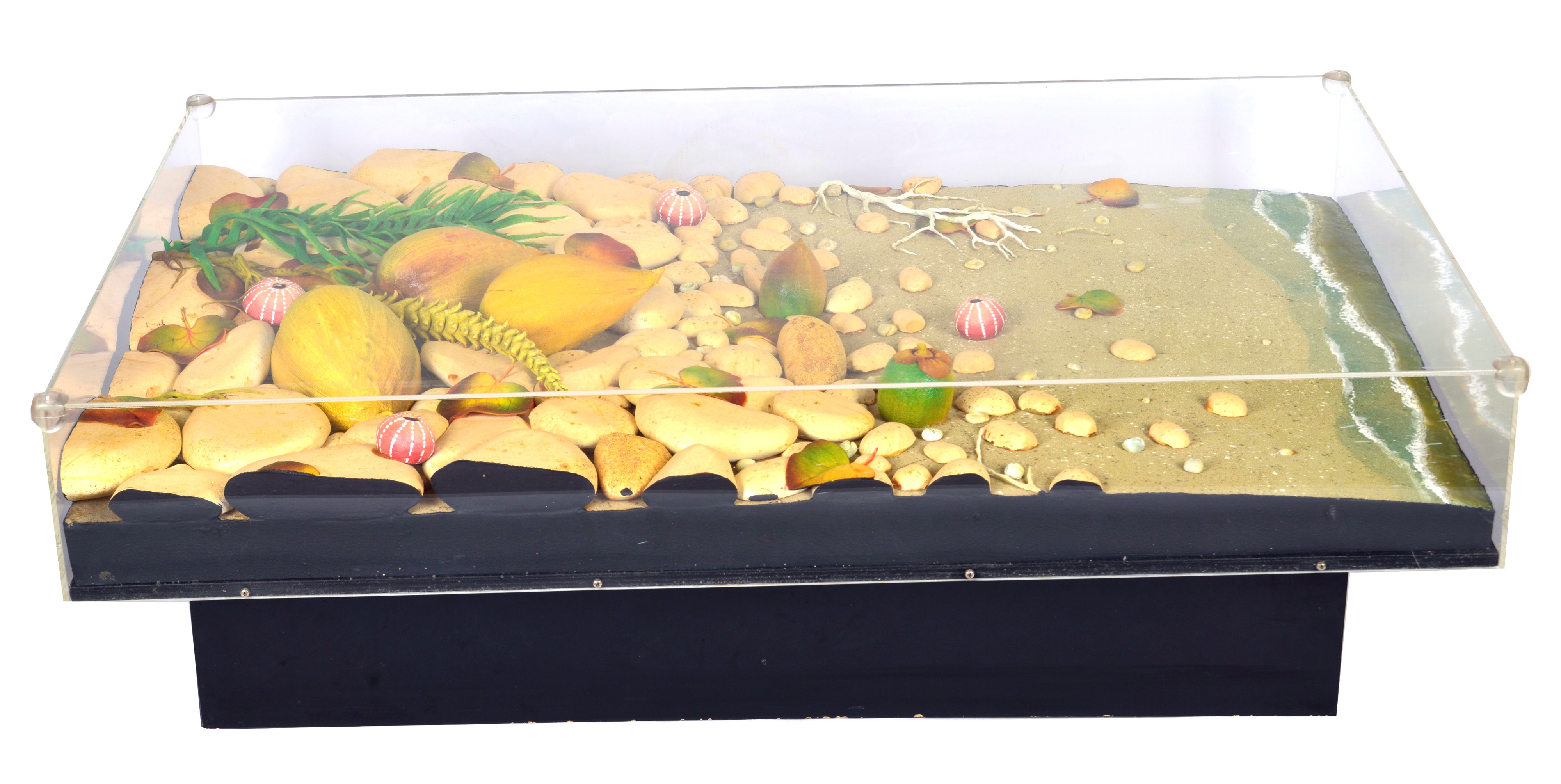 Piero Gilardi - Spiaggia con cocchi, poliuretano espanso in teca di plexiglass