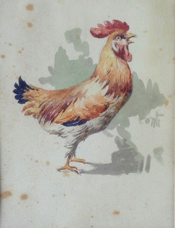 N. Conte - Gallo