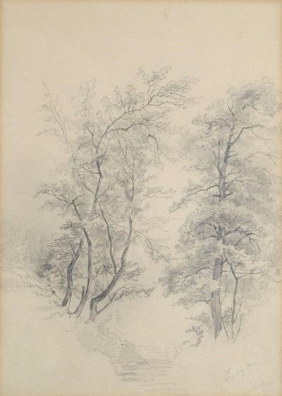 Alberi e Ruscello