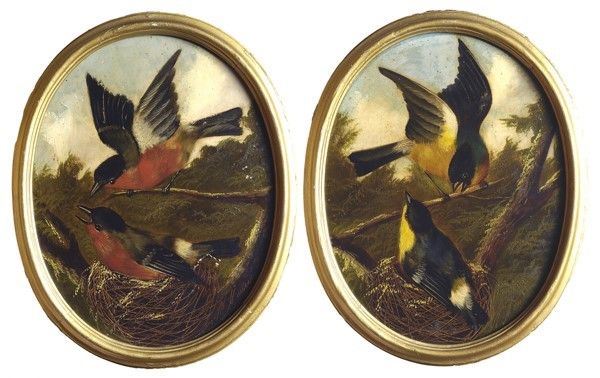 Michelangelo Meucci : Ciuffolotti nel nido  - Olio su cartone - Auction Autori dell'800 e 900 - Galleria Pananti Casa d'Aste