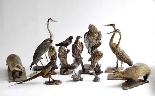 Quattordici animali imbalsamati  - Auction Antiquariato - Galleria Pananti Casa d'Aste