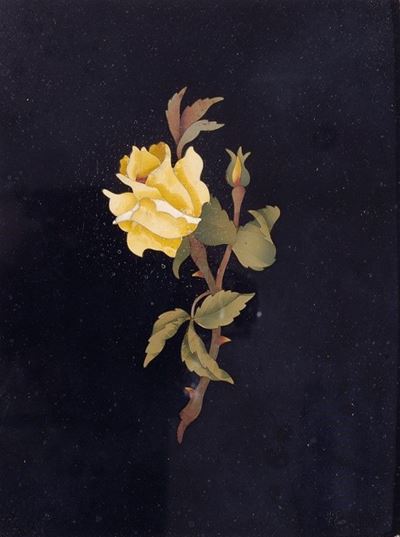 Rosa