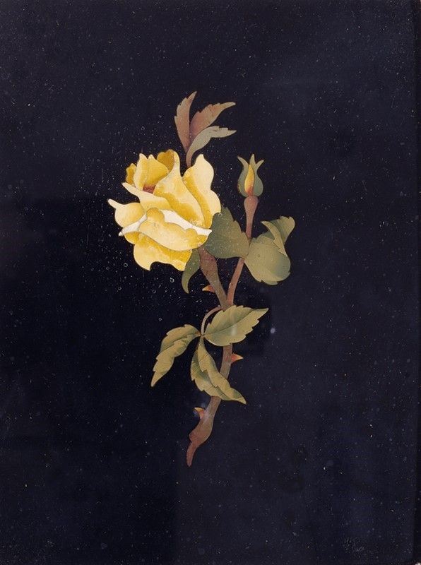 Rosa