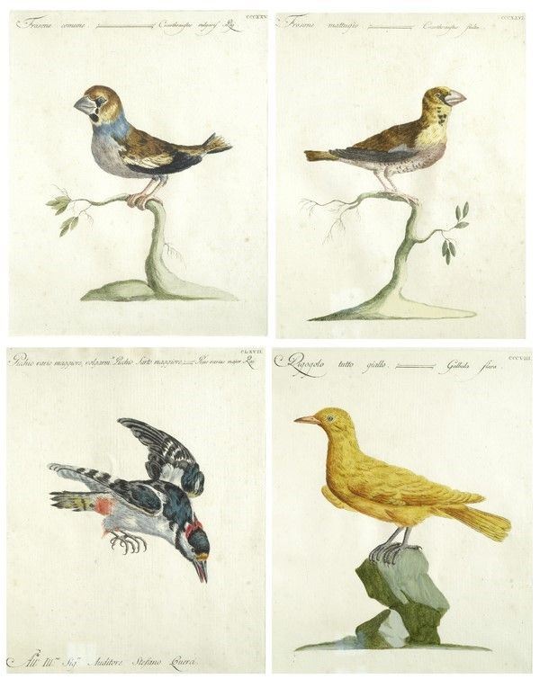 Uccelli