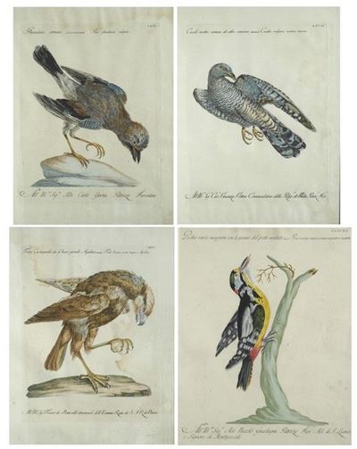 Uccelli