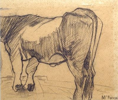 Mucca