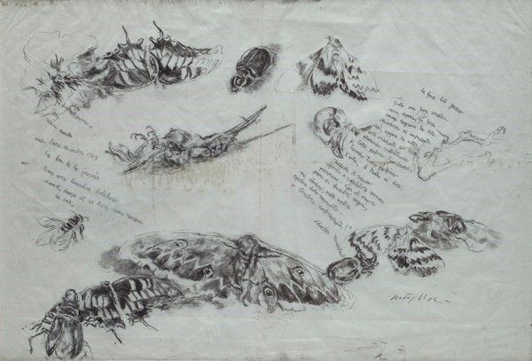 Walter Piacesi : La fine del giorno: natura morta  (1979)  - Matita su carta - Asta Arte Moderna e Contemporanea - III - Galleria Pananti Casa d'Aste