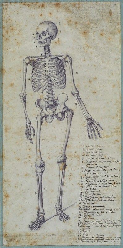 Anonimo, XIX sec. : Tavola anatomica  - Matita su carta - Asta Arte Moderna e Contemporanea - III - Galleria Pananti Casa d'Aste