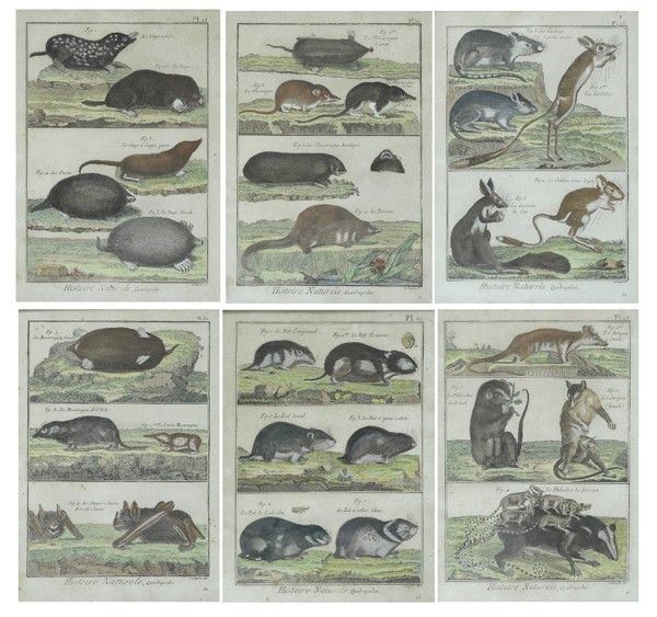 Dalla &quot;Histoire Naturelle-Quadrupedes&quot;