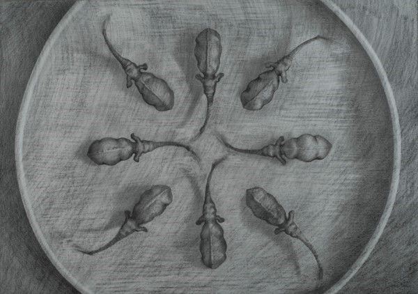 Robin Heidi Kennedy : Senza titolo  - Grafite su carta - Asta Autori dell'800-900, Arte Moderna e Contemporanea, Grafica ed Edizioni - Galleria Pananti Casa d'Aste
