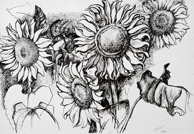 Girasoli