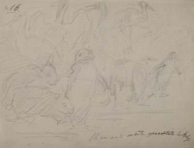 Gli Animali, N.16