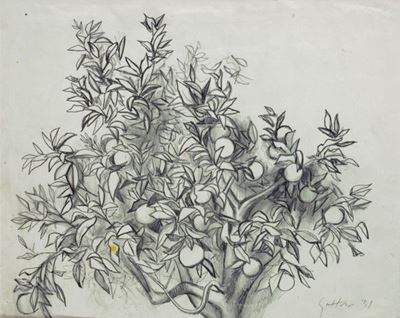 Albero di Arancio