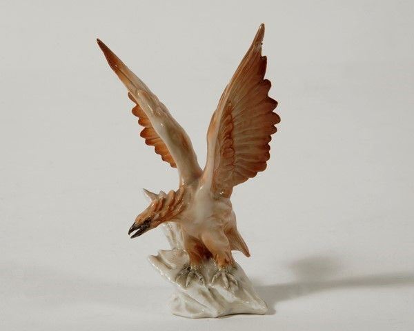 Aquila