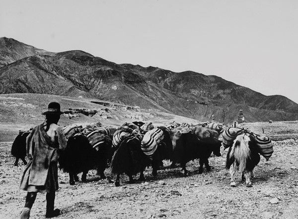Fosco Maraini - Uomo che guida una piccola carovana di yak, nei pressi di Gyantse, Tibet, agosto 1937