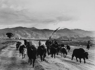 Famiglia di Nomadi in Marcia di Trasferimento nella Valle di Gyantse, Tibet, Settembre 1937