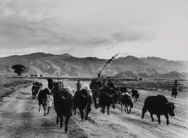 Fosco Maraini : Famiglia di nomadi in marcia di trasferimento nella valle di Gyantse, Tibet, settembre 1937  - Auction Arte orientale - I - Galleria Pananti Casa d'Aste