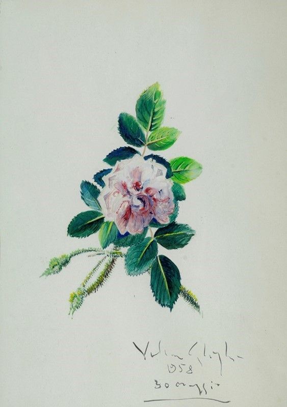 Valentino Ghiglia : Rosa  (1958)  - Tempera su carta - Asta Autori del XIX e XX sec. - I - Galleria Pananti Casa d'Aste