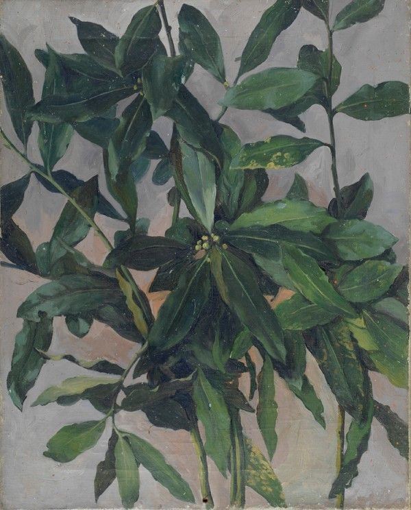 Anonimo, XIX sec. - Foglie d'alloro