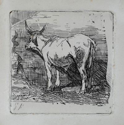 Mucca