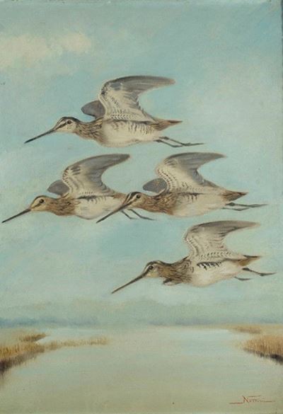 Beccacce in Volo