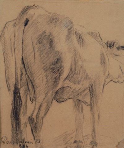 Mucca