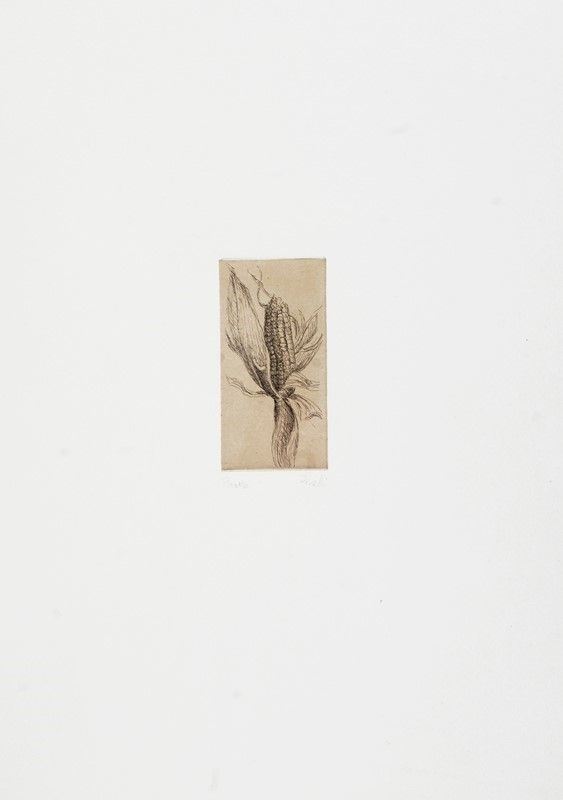 Anonimo, XX sec. : Pannocchia.  - Acquaforte - Asta GRAFICA ed EDIZIONI - Galleria Pananti Casa d'Aste