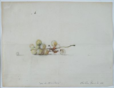 Uva di Monchiero
