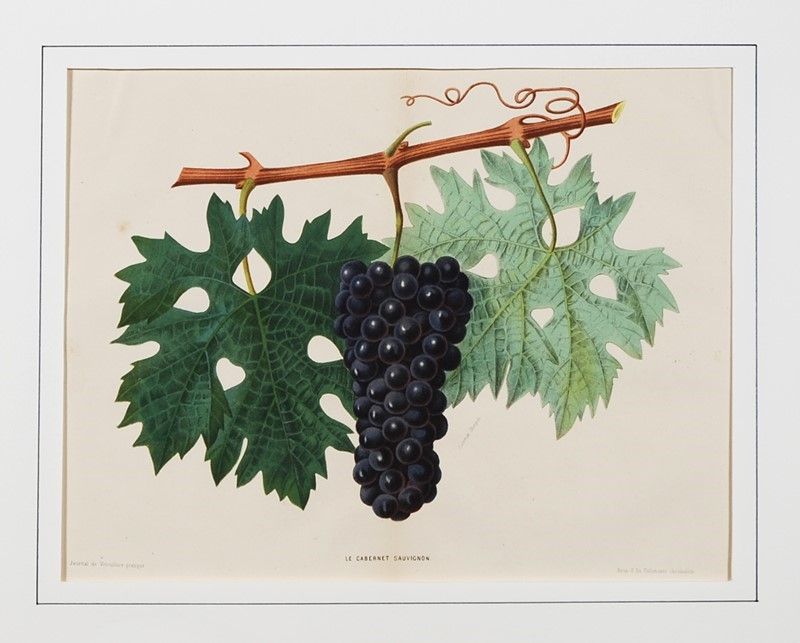 Quattro Tavole Raffiguranti Vitigni