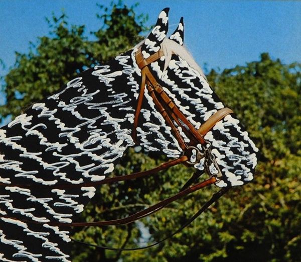 Cavallo