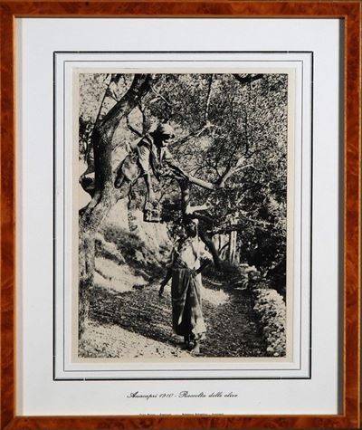 Raccolta delle Olive