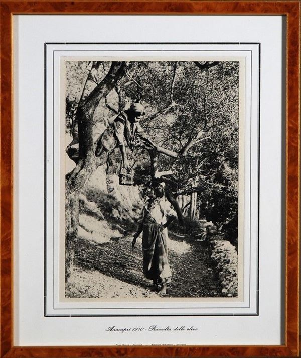 Raccolta delle olive  - Stampa fotografica - Asta GRAFICA ed EDIZIONI da una collezione privata - Galleria Pananti Casa d'Aste