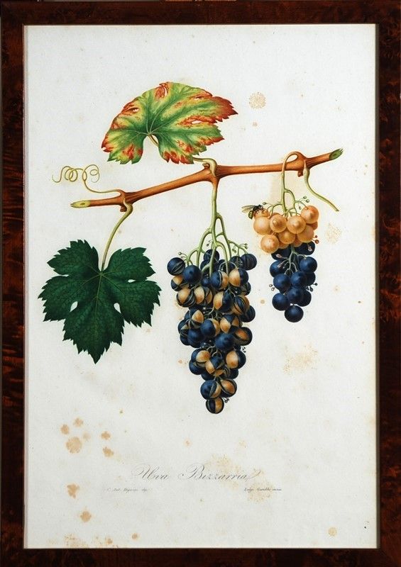 15 Stampe di Uva