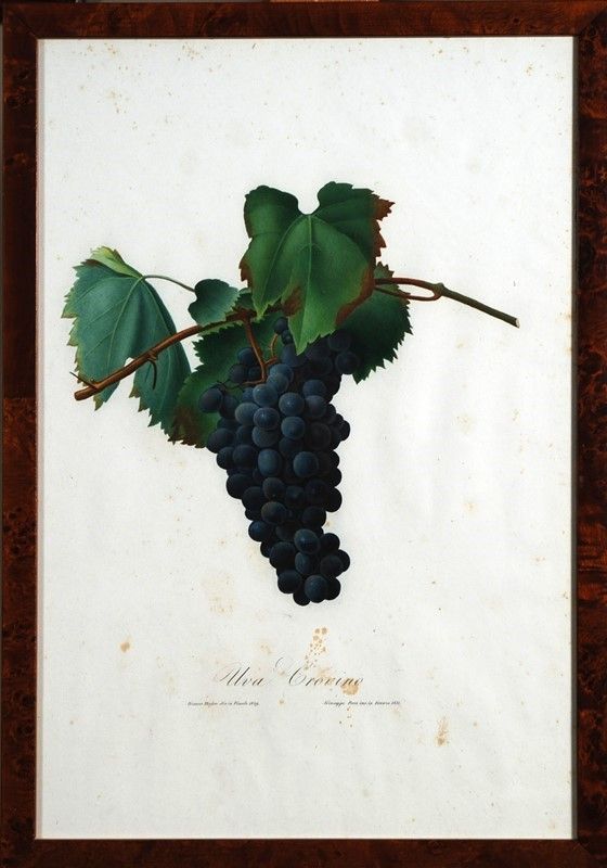 15 Stampe di Uva