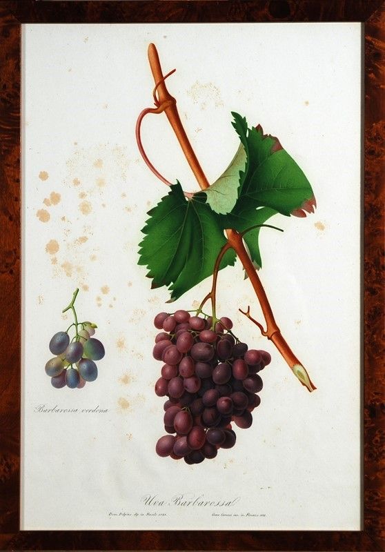15 Stampe di Uva