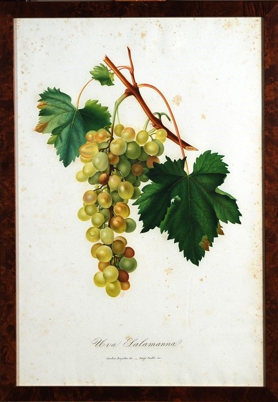 15 Stampe di Uva