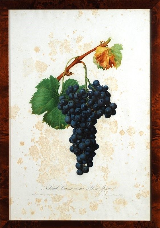 15 Stampe di Uva