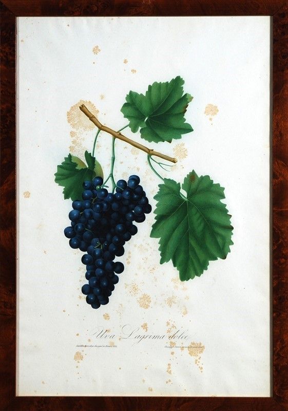 15 Stampe di Uva