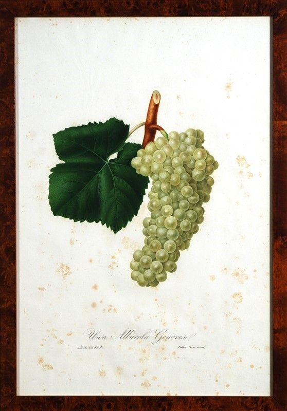 15 Stampe di Uva