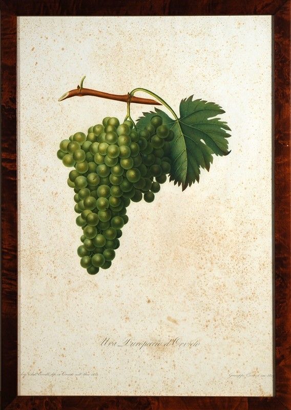 15 Stampe di Uva