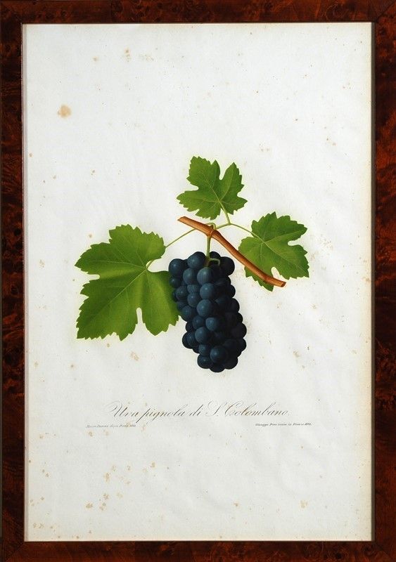 15 Stampe di Uva