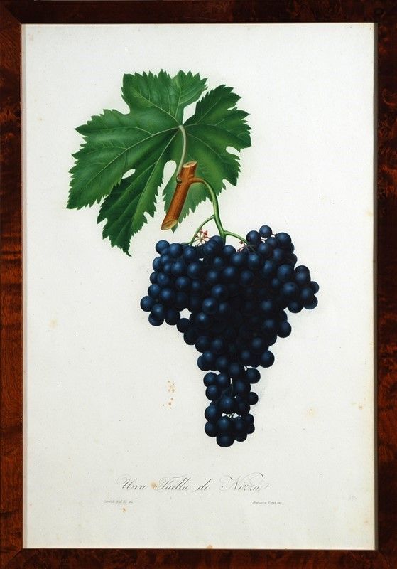 15 Stampe di Uva