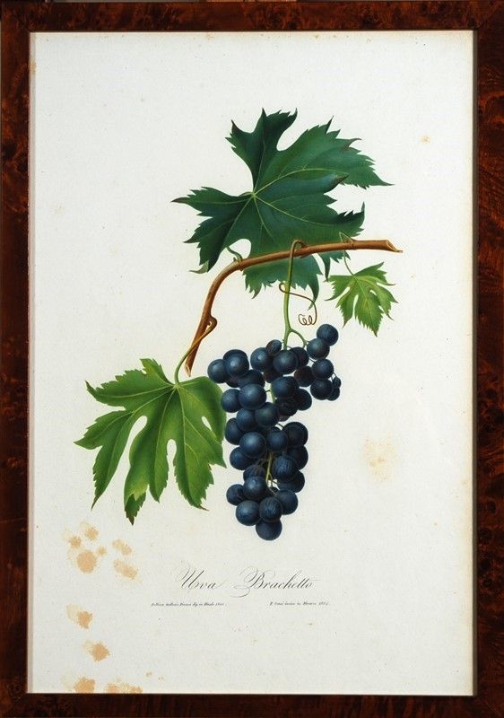 15 Stampe di Uva