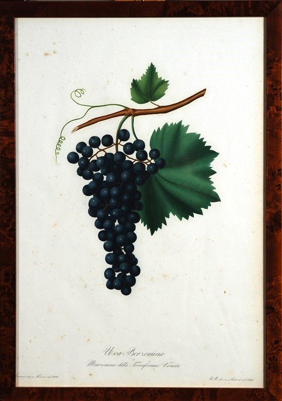 15 Stampe di Uva