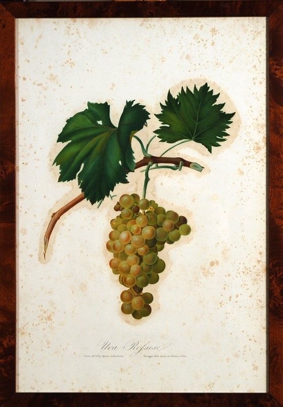 15 Stampe di Uva