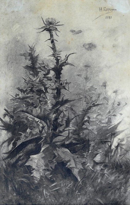 Hermenegildo Estevan : Cardi  (1881)  - Carboncino su carta - Auction Autori del XIX e XX sec. - II - Galleria Pananti Casa d'Aste