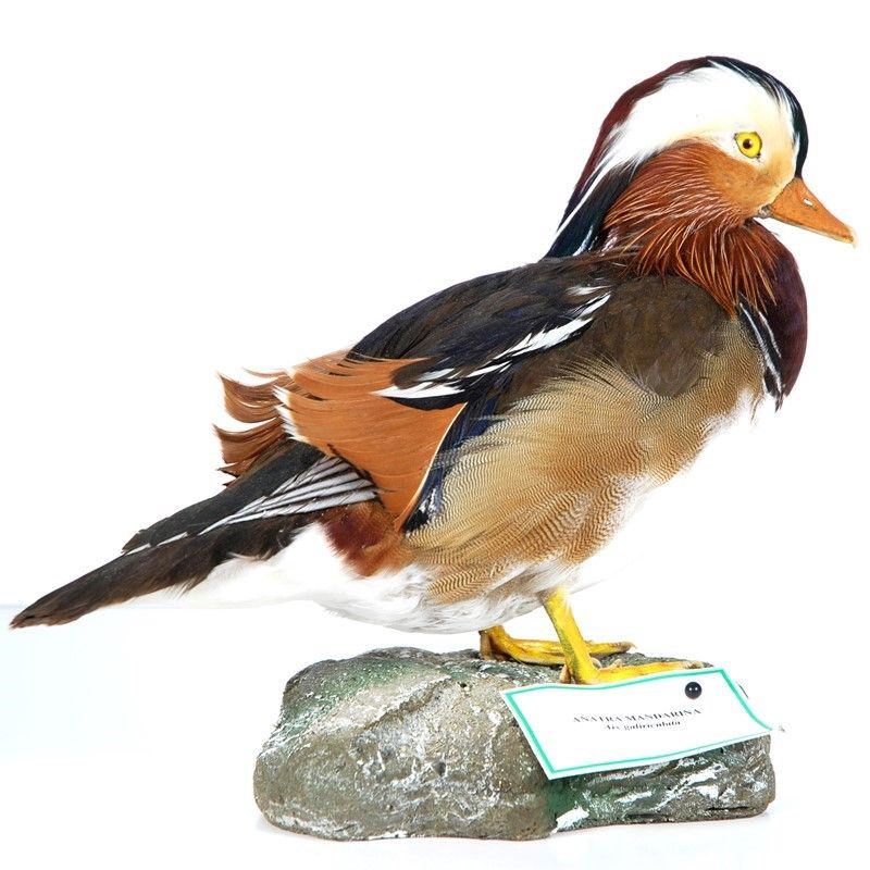 Anatra Mandarina