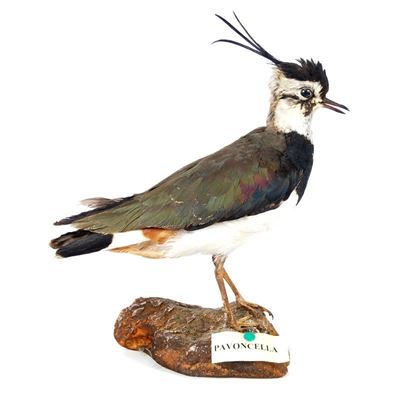 Pavoncella
