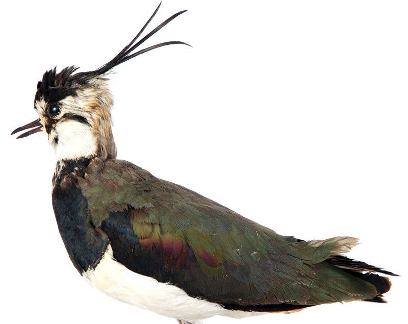 Pavoncella