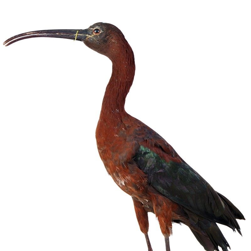 Mignattaio